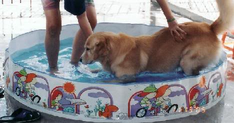 Chester In Pool